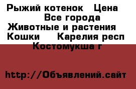 Рыжий котенок › Цена ­ 1 - Все города Животные и растения » Кошки   . Карелия респ.,Костомукша г.